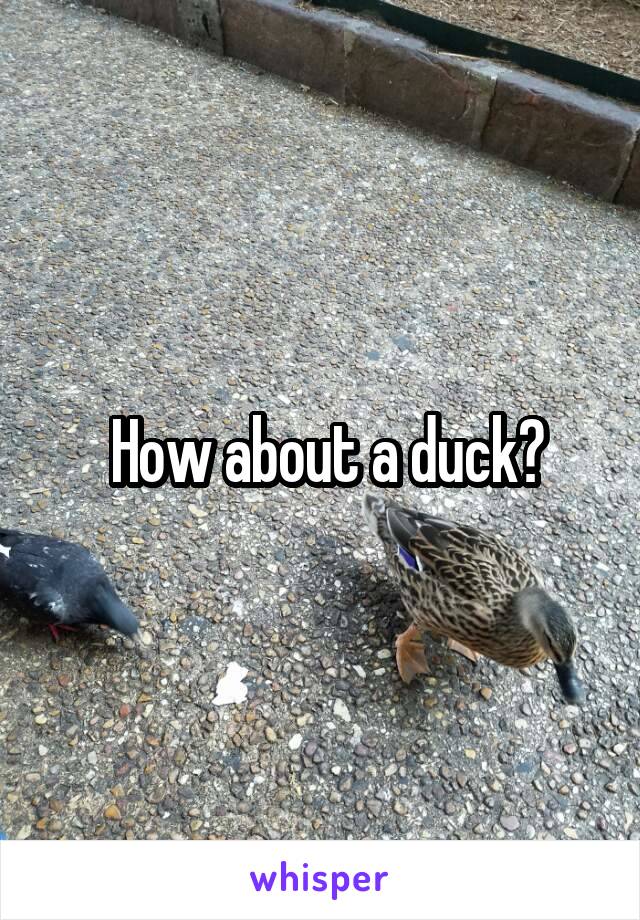  How about a duck?