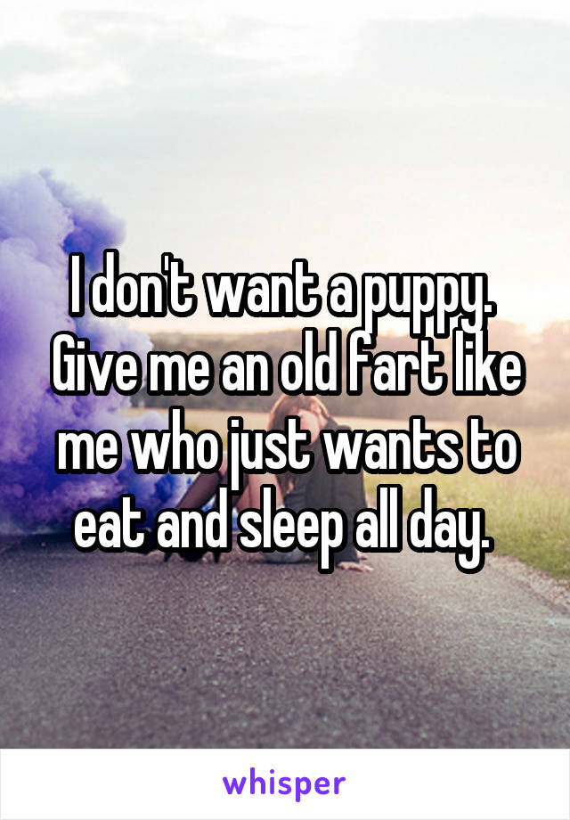 I don't want a puppy.  Give me an old fart like me who just wants to eat and sleep all day. 