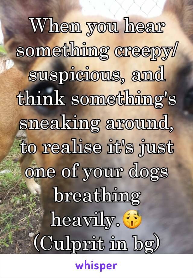 When you hear something creepy/suspicious, and think something's sneaking around, to realise it's just one of your dogs breathing heavily.😫
(Culprit in bg)