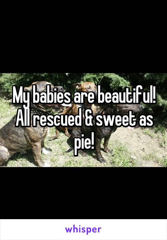My babies are beautiful! All rescued & sweet as pie!
