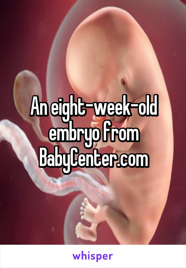 An eight-week-old embryo from BabyCenter.com