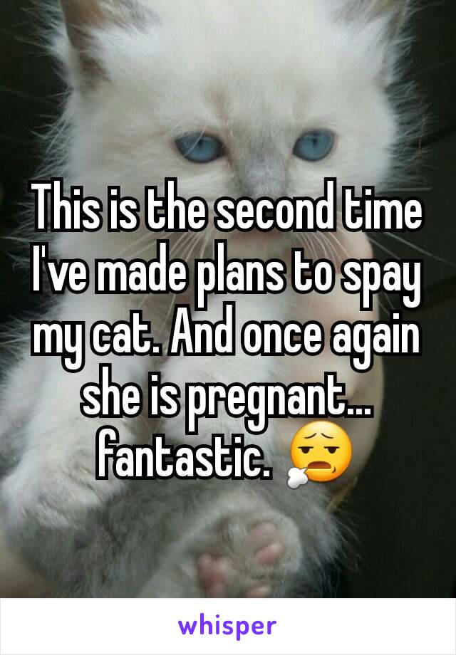This is the second time I've made plans to spay my cat. And once again she is pregnant... fantastic. 😧