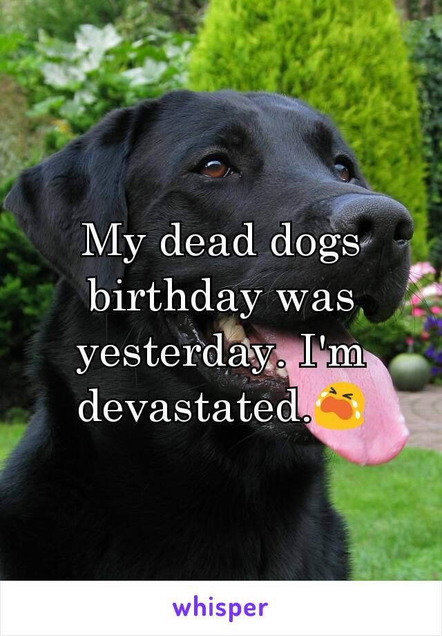 My dead dogs birthday was yesterday. I'm devastated.😭