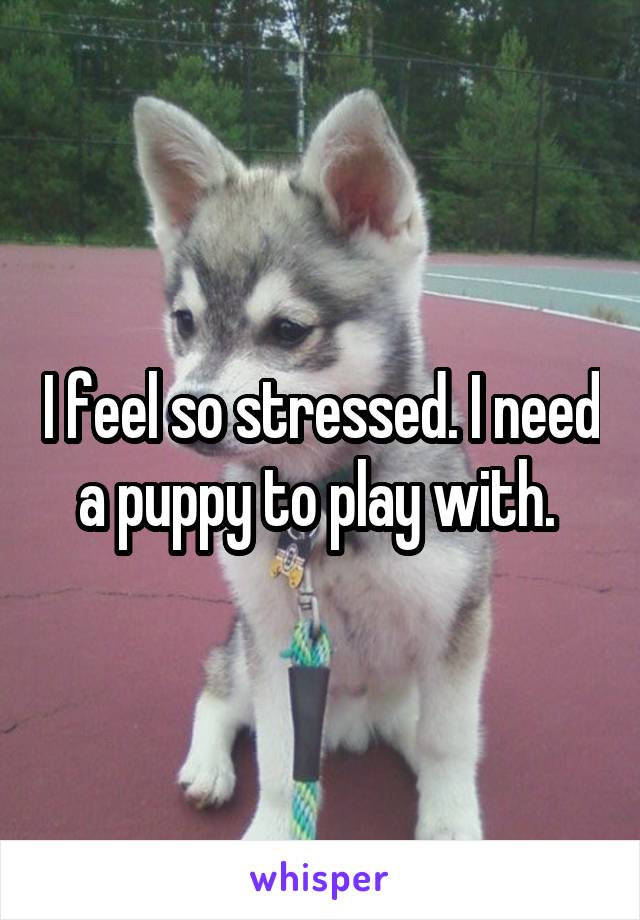I feel so stressed. I need a puppy to play with. 
