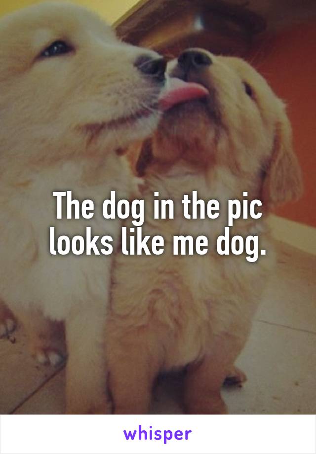The dog in the pic looks like me dog.