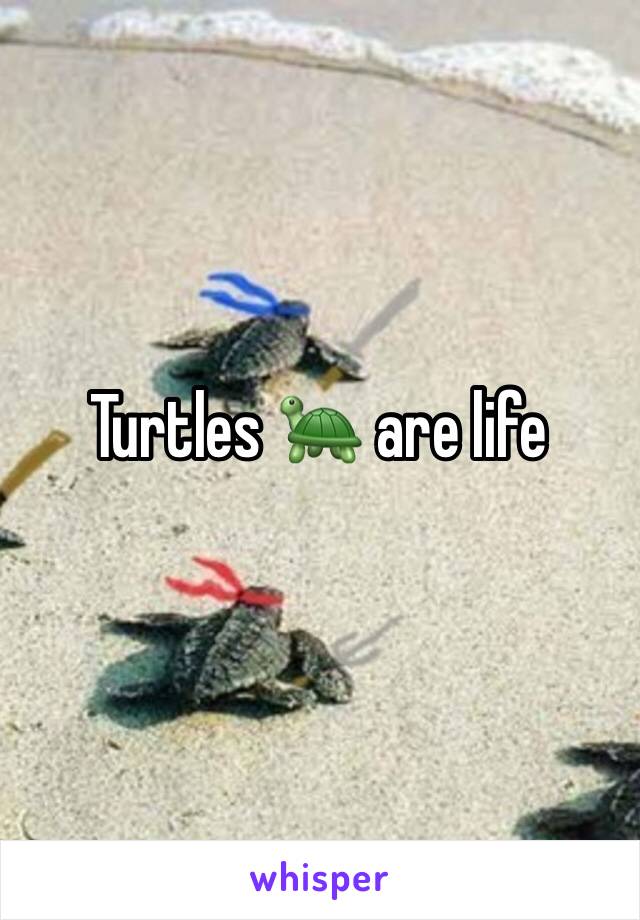 Turtles 🐢 are life
