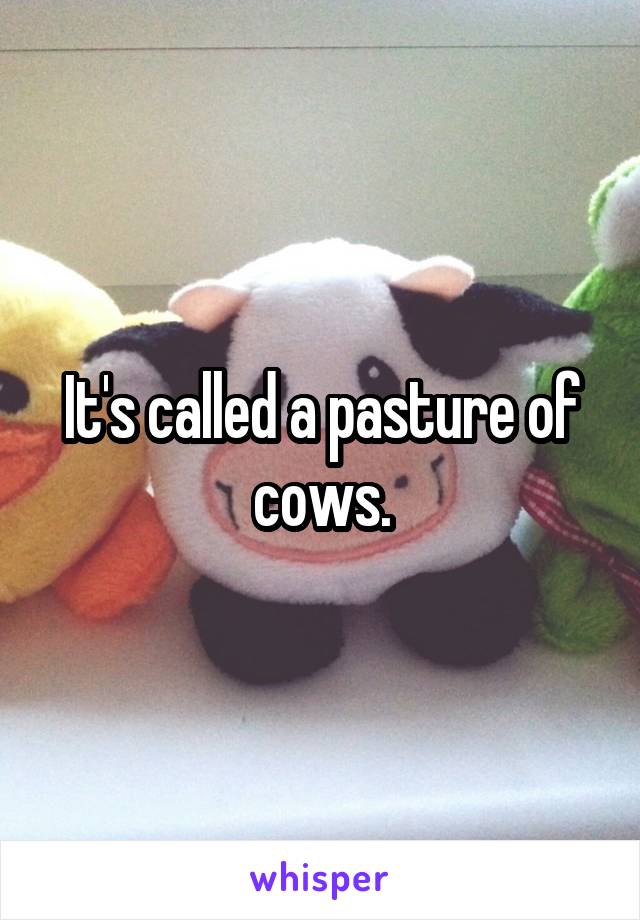 It's called a pasture of cows.