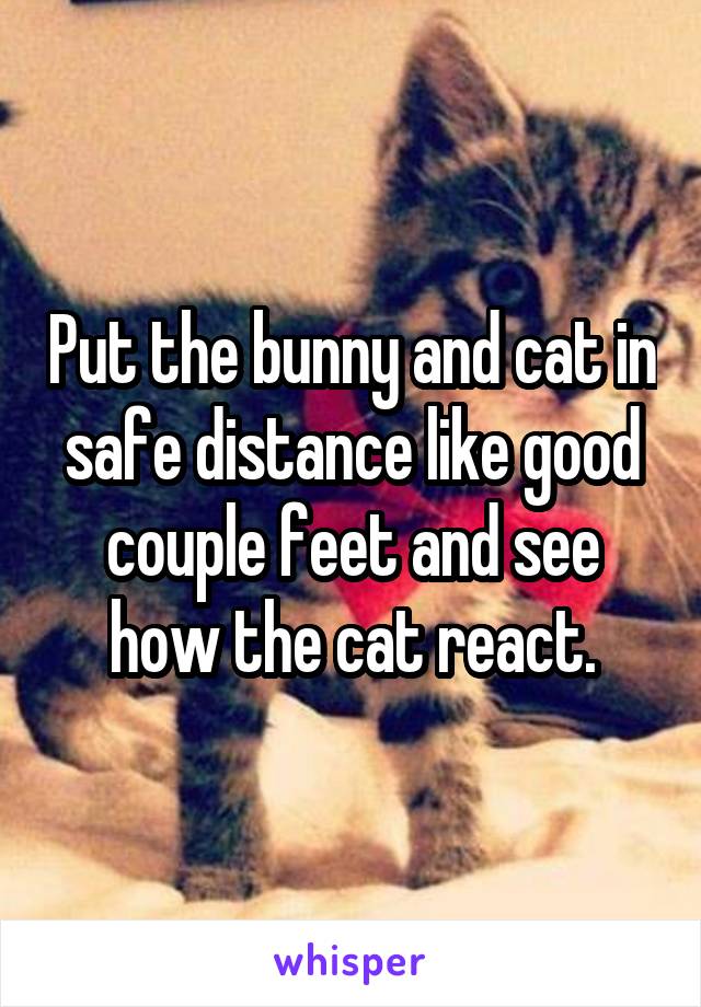 Put the bunny and cat in safe distance like good couple feet and see how the cat react.