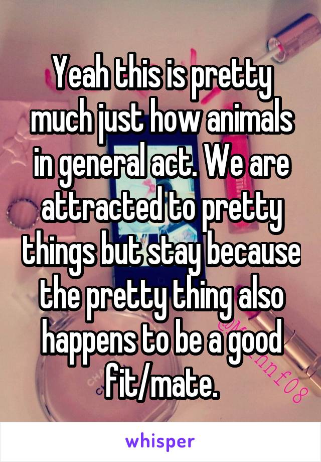 Yeah this is pretty much just how animals in general act. We are attracted to pretty things but stay because the pretty thing also happens to be a good fit/mate.