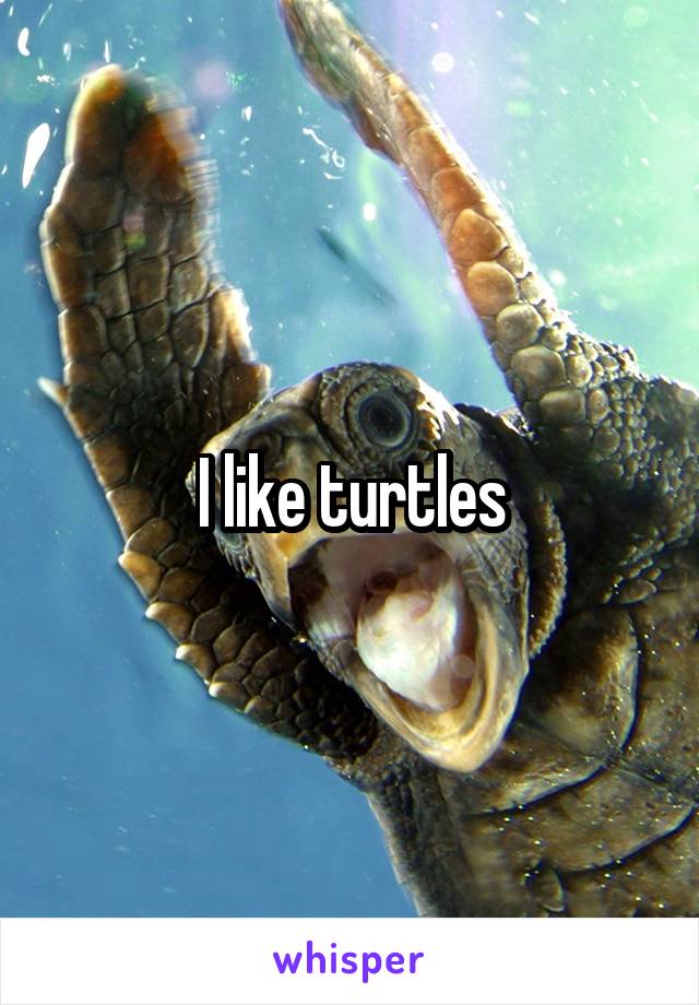 I like turtles