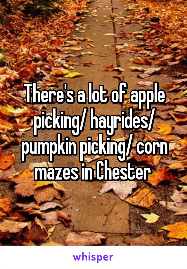 There's a lot of apple picking/ hayrides/ pumpkin picking/ corn mazes in Chester 