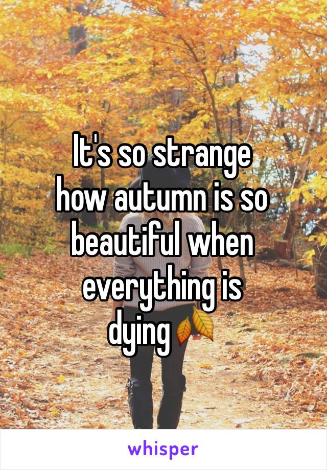 It's so strange 
how autumn is so beautiful when everything is 
dying🍂