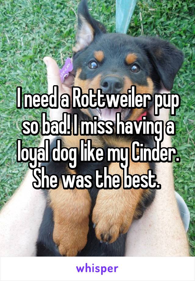 I need a Rottweiler pup so bad! I miss having a loyal dog like my Cinder. She was the best. 