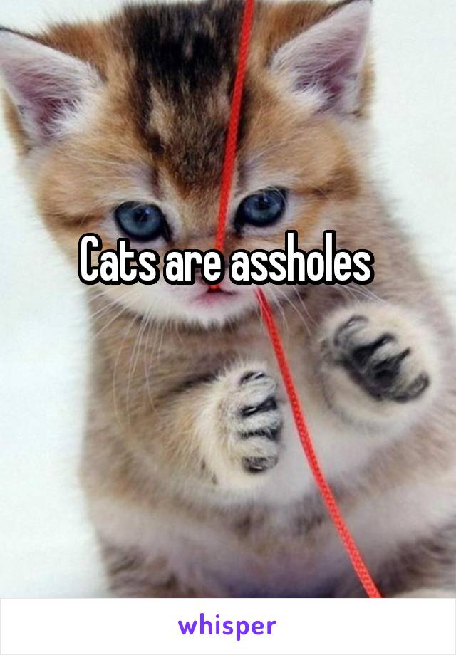 Cats are assholes 

