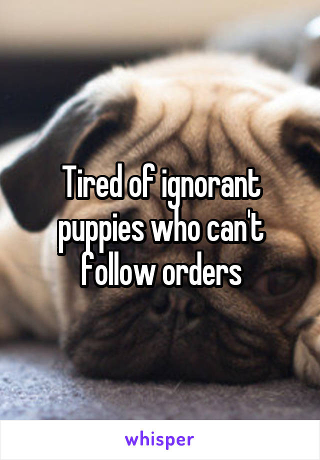 Tired of ignorant puppies who can't follow orders