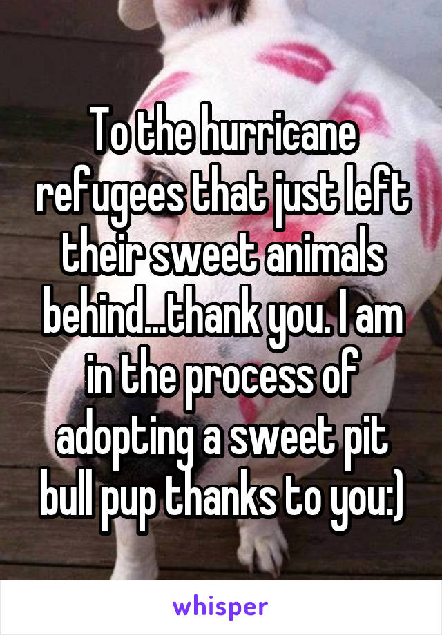 To the hurricane refugees that just left their sweet animals behind...thank you. I am in the process of adopting a sweet pit bull pup thanks to you:)