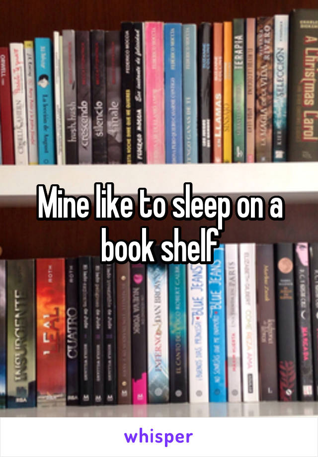 Mine like to sleep on a book shelf