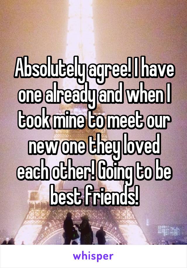 Absolutely agree! I have one already and when I took mine to meet our new one they loved each other! Going to be best friends!