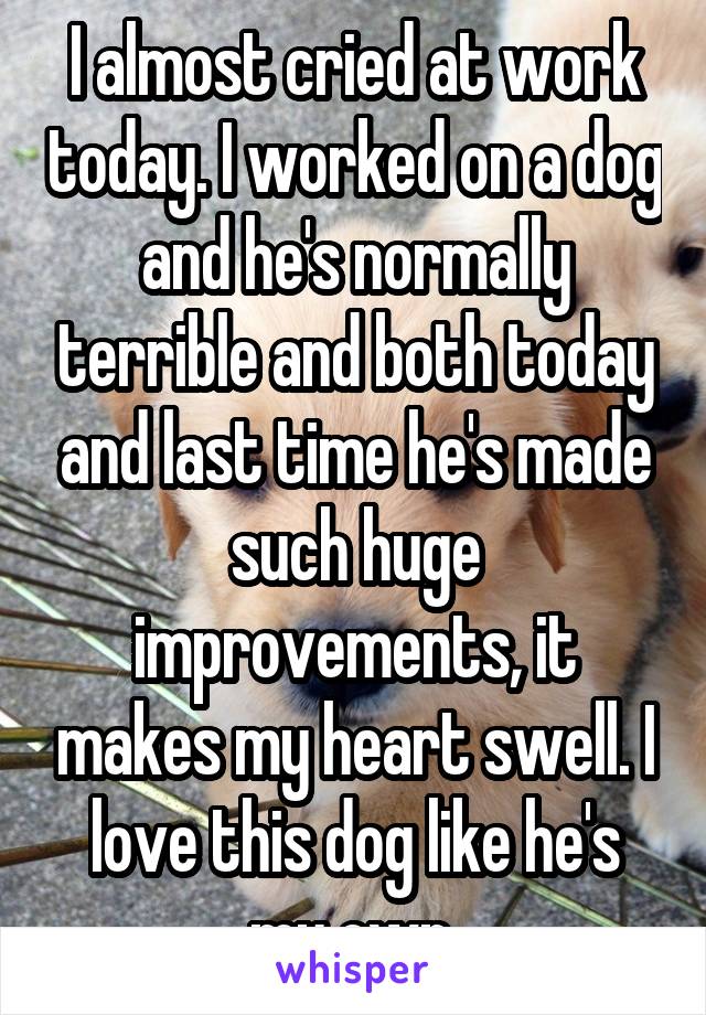 I almost cried at work today. I worked on a dog and he's normally terrible and both today and last time he's made such huge improvements, it makes my heart swell. I love this dog like he's my own.