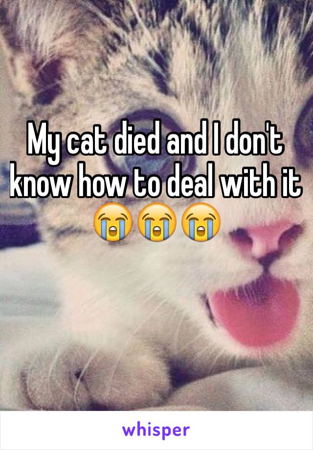 My cat died and I don't know how to deal with it 😭😭😭