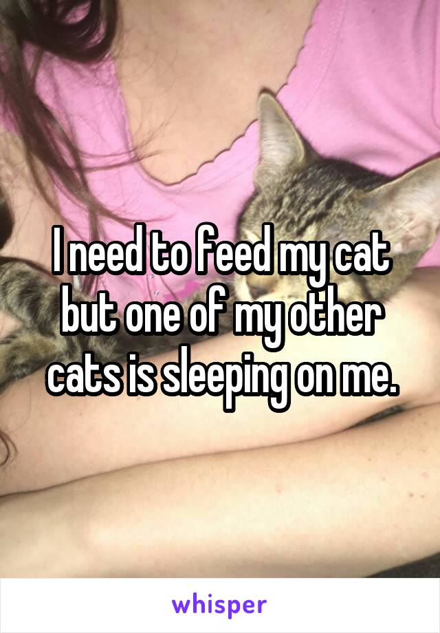 I need to feed my cat but one of my other cats is sleeping on me.