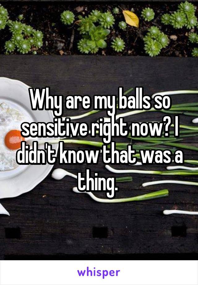 Why are my balls so sensitive right now? I didn't know that was a thing. 