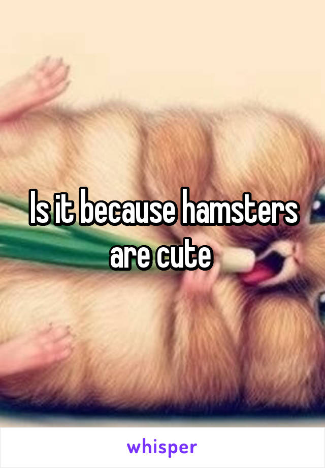 Is it because hamsters are cute 