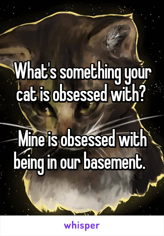 What's something your cat is obsessed with? 

Mine is obsessed with being in our basement.  