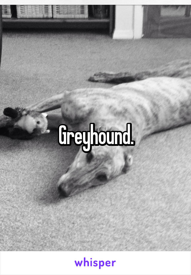 Greyhound.
