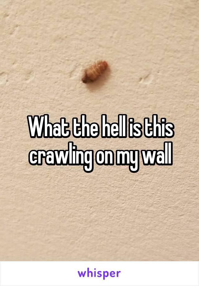 What the hell is this crawling on my wall