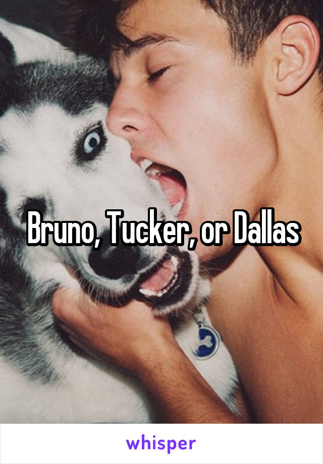 Bruno, Tucker, or Dallas