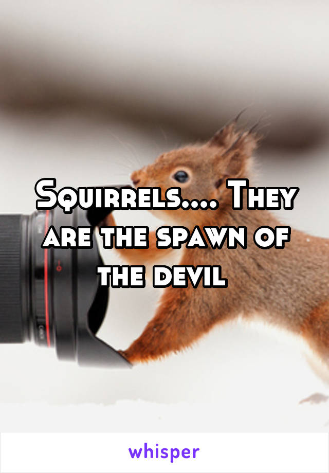 Squirrels.... They are the spawn of the devil 