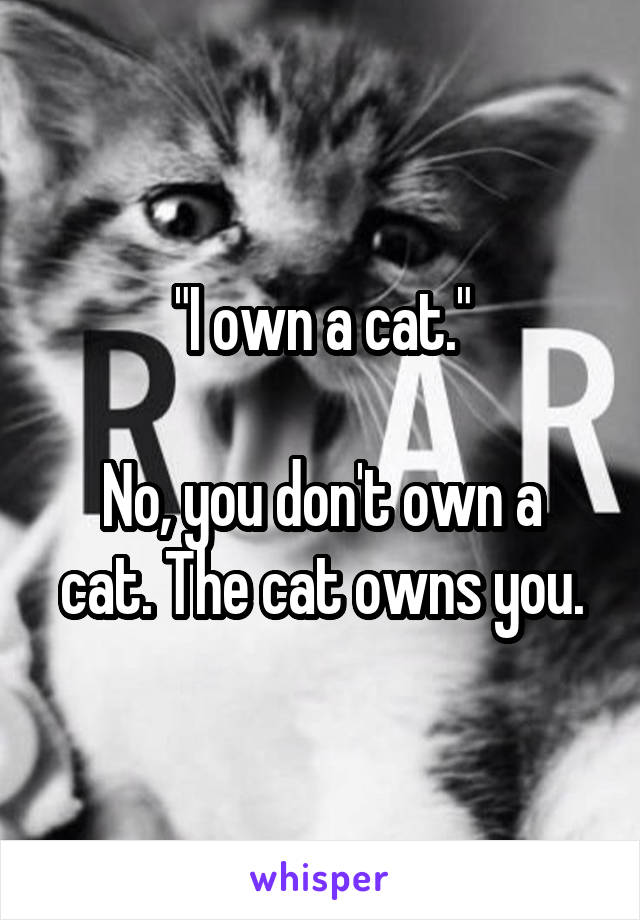 "I own a cat."

No, you don't own a cat. The cat owns you.