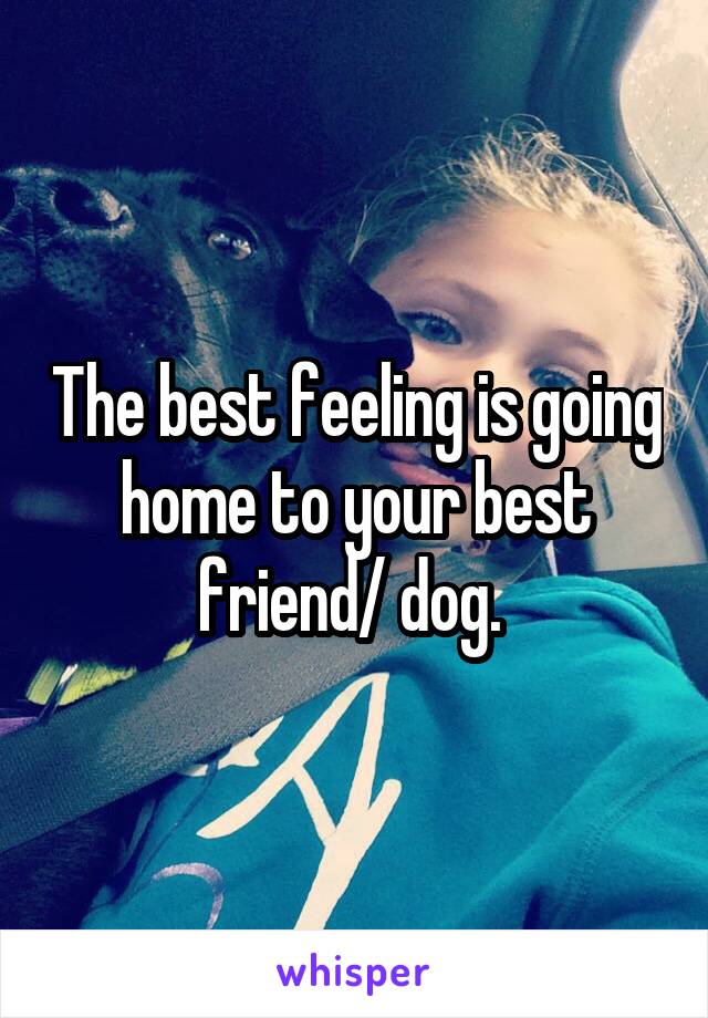 The best feeling is going home to your best friend/ dog. 