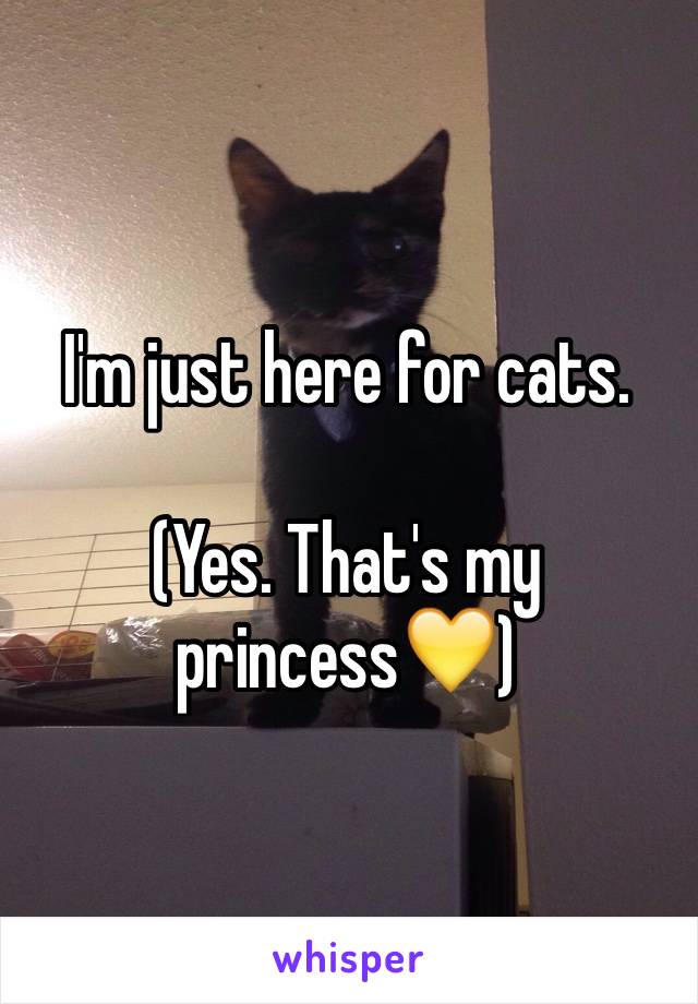 I'm just here for cats. 

(Yes. That's my princess💛)