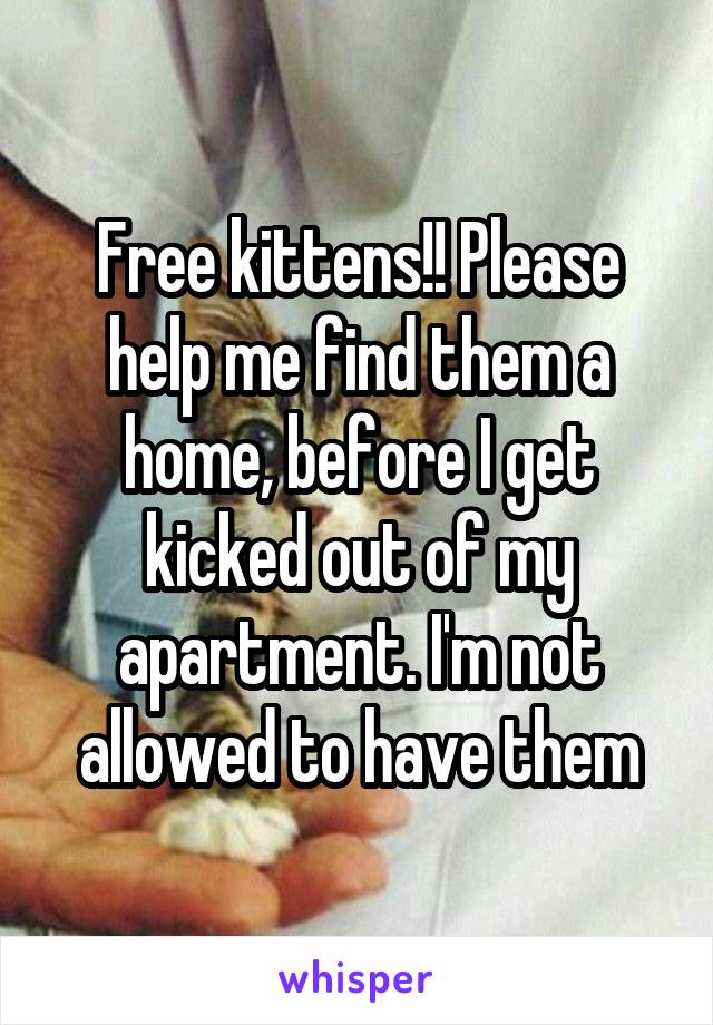 Free kittens!! Please help me find them a home, before I get kicked out of my apartment. I'm not allowed to have them