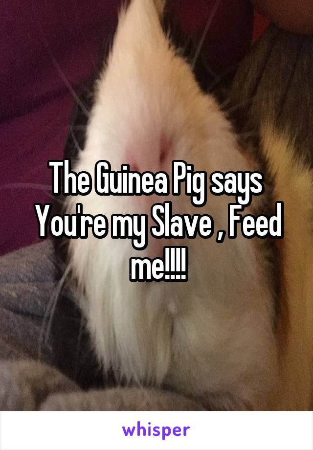 The Guinea Pig says 
You're my Slave , Feed me!!!!