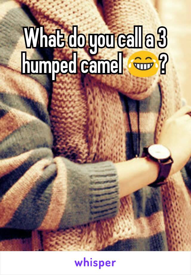 What do you call a 3 humped camel 😂?