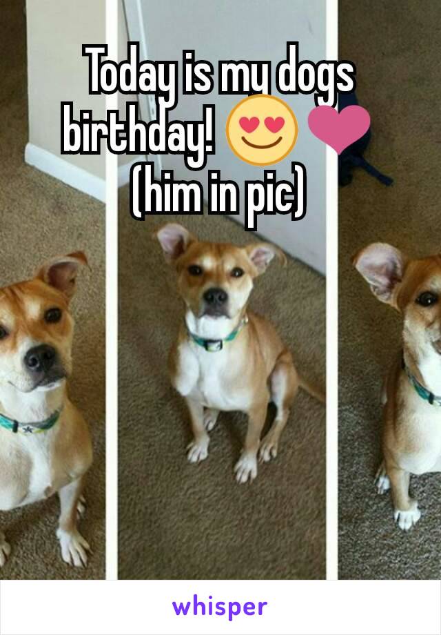 Today is my dogs birthday! 😍❤ (him in pic)