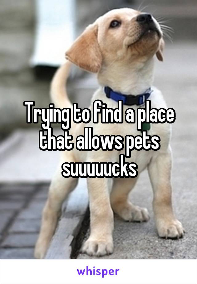 Trying to find a place that allows pets suuuuucks