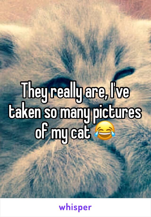 They really are, I've taken so many pictures of my cat 😂