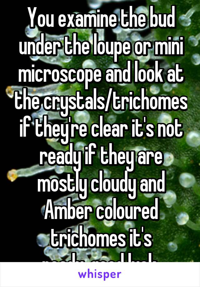 You examine the bud under the loupe or mini microscope and look at the crystals/trichomes if they're clear it's not ready if they are mostly cloudy and Amber coloured trichomes it's ready..good luck 