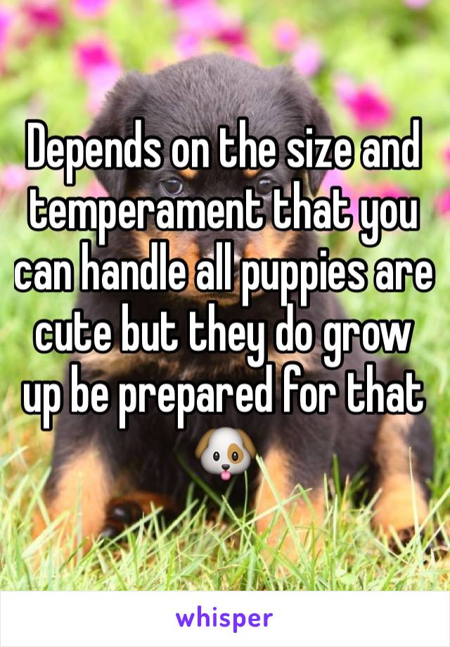 Depends on the size and temperament that you can handle all puppies are cute but they do grow up be prepared for that 
🐶