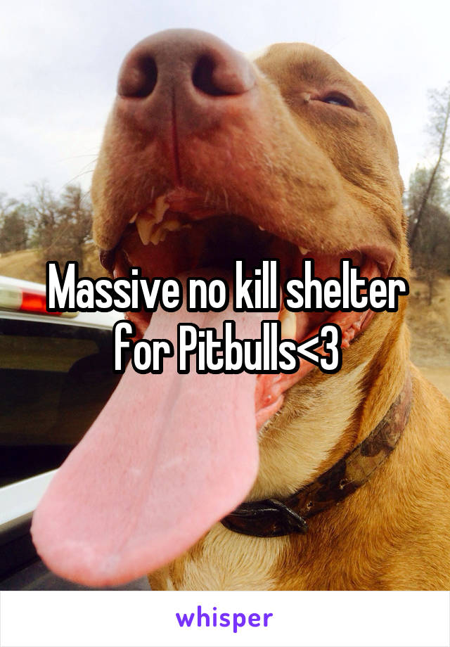 Massive no kill shelter for Pitbulls<3