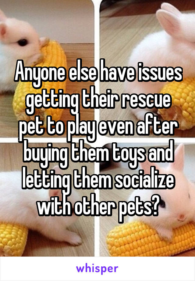 Anyone else have issues getting their rescue pet to play even after buying them toys and letting them socialize with other pets?