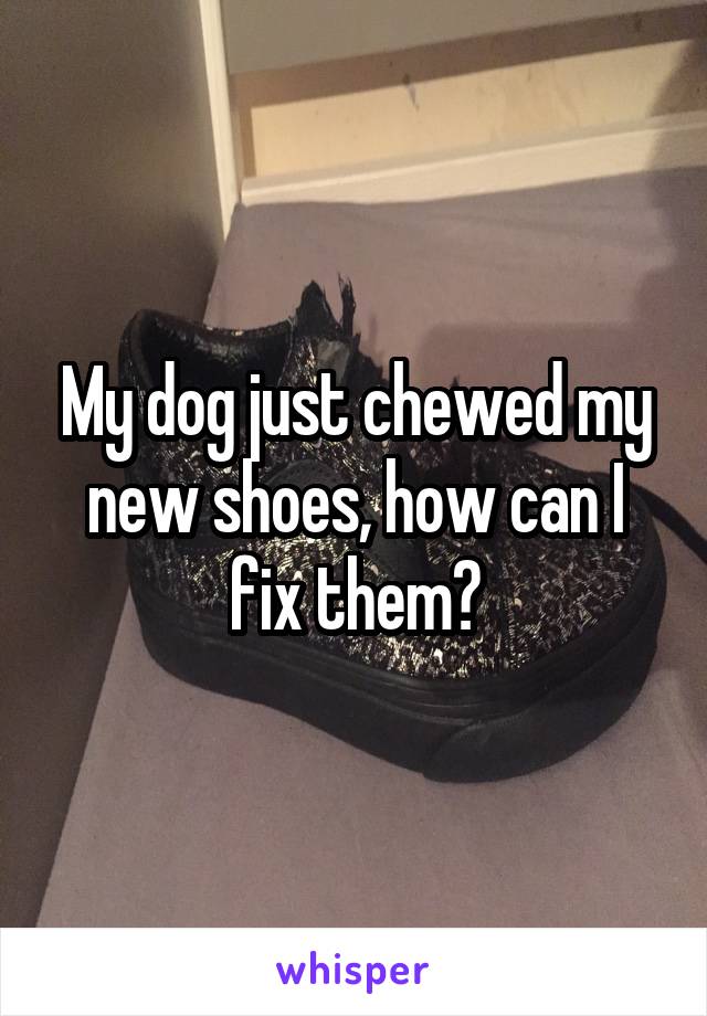 My dog just chewed my new shoes, how can I fix them?