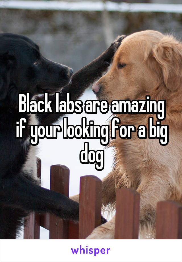 Black labs are amazing if your looking for a big dog