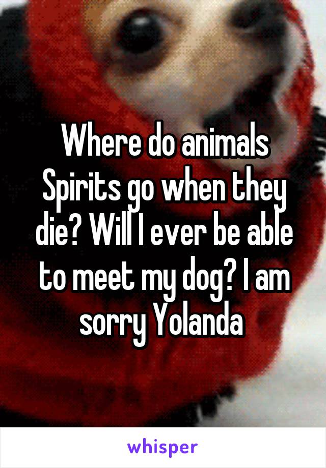 Where do animals Spirits go when they die? Will I ever be able to meet my dog? I am sorry Yolanda 
