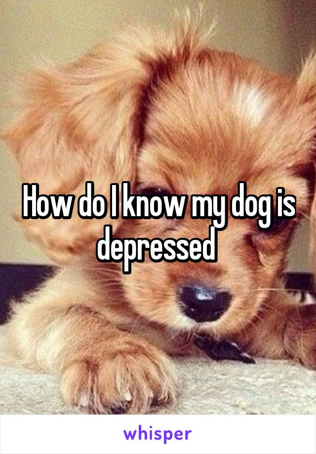 How do I know my dog is depressed 