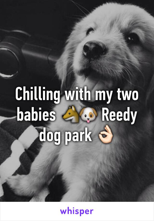 Chilling with my two babies 🐺🐶 Reedy dog park 👌🏻